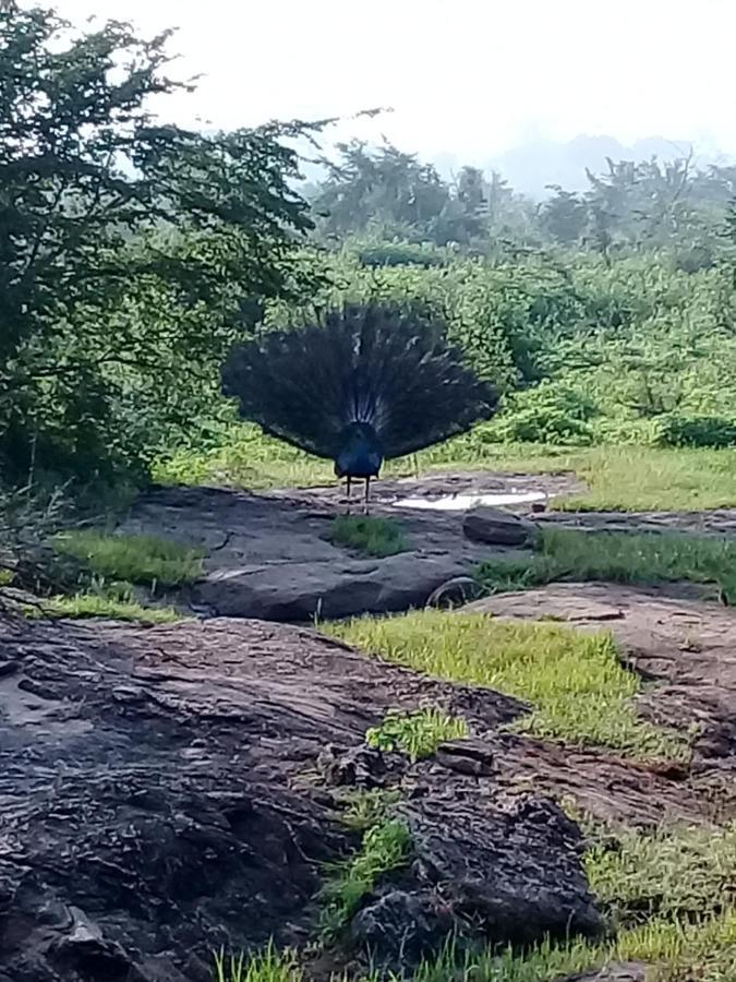 Janu Homestay タンガラ エクステリア 写真